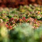 pano-miseneoeuvre-sedum-detail