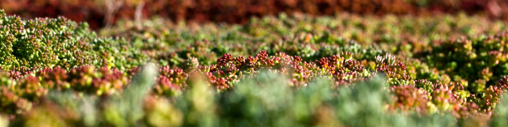 pano-miseneoeuvre-sedum-detail