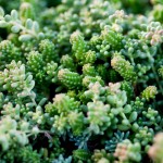 sedum-DétailPlantes2