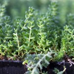 sedum-DétailPlantes4