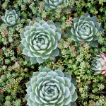 sedum-DétailPlantes5