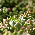 sedum-DétailPlantes6