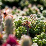 sedum-DétailPlantes7